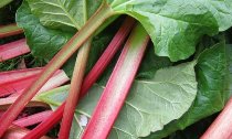 Two-for-One Rhubarb Recipes - Repeated from last season!