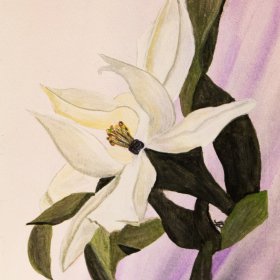 Magnolia | Watercolor | 2018